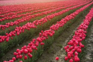 nizozemí tulipány