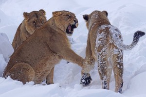 ZOO Praha pro děti i dospělé během Vánoc